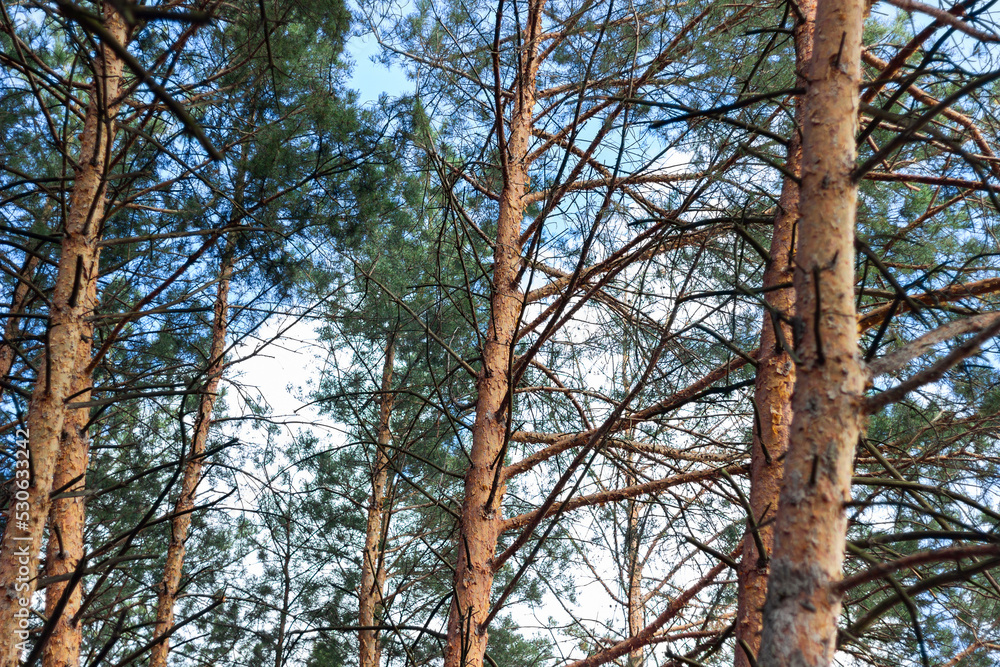 pine forest during the day, tree branches in the forest pine forest during the day, tree branches in the forest