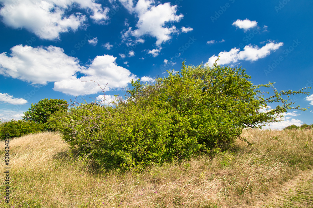A green bush on Table mountain in Palava, in hot summer day under white clouds and blue sky. Czech Republic.