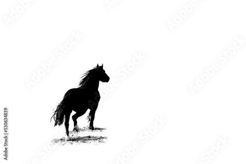 Lonely wandering fine art horse with white copy space background