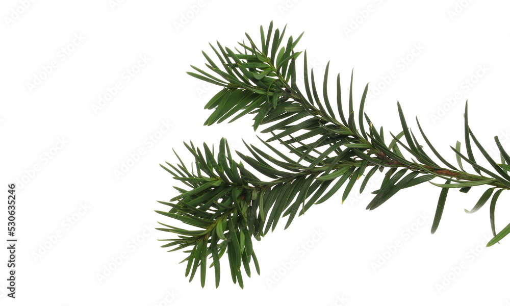 Christmas tree, pine branch isolated on white with clipping path Christmas tree, pine branch isolated on white with clipping path