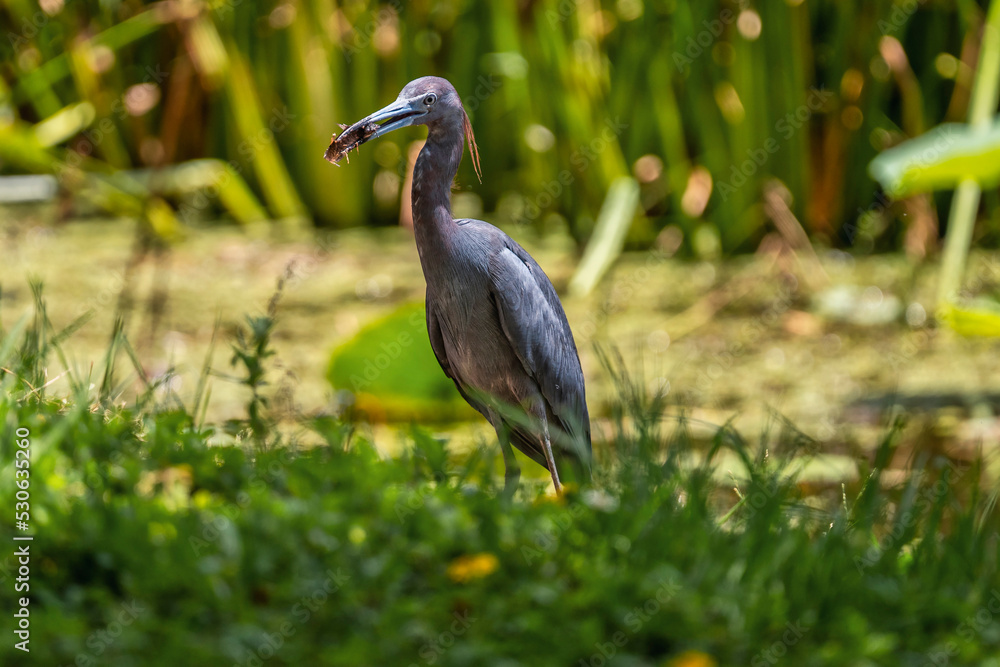 Fototapeta premium Little blue heron