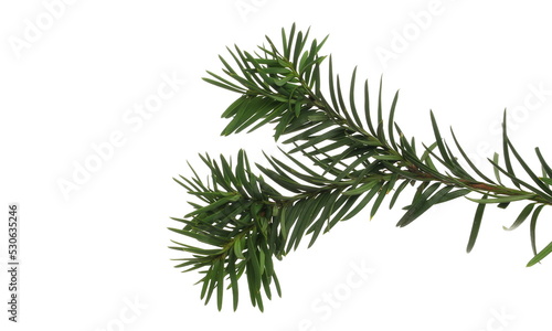 Christmas tree  pine branch isolated on white with clipping path