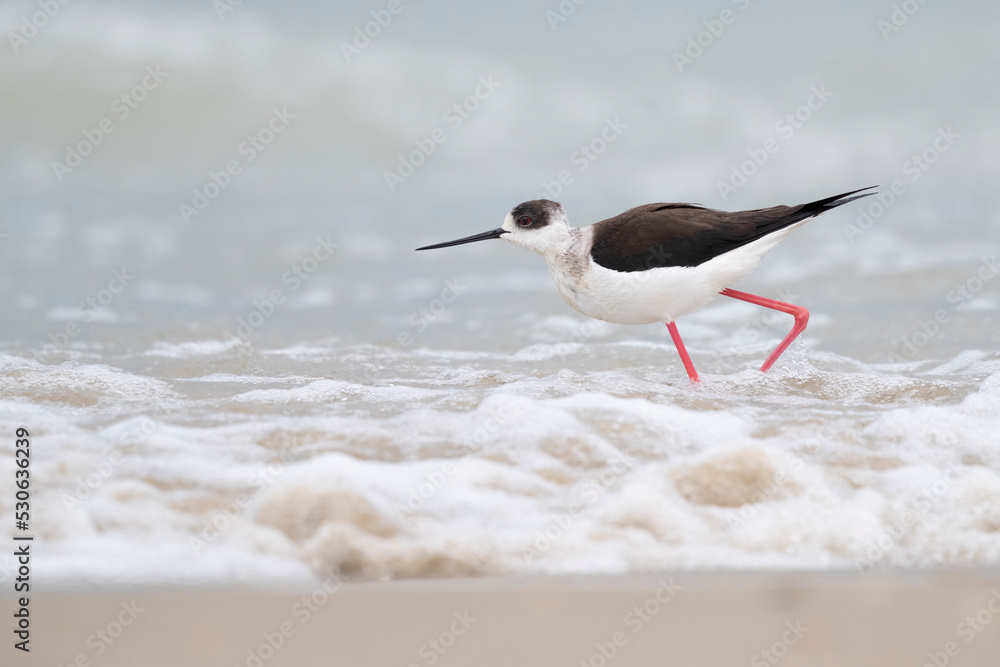 Colorful bird, Black-winged stilt (Himantopus himantopus) at the sea.