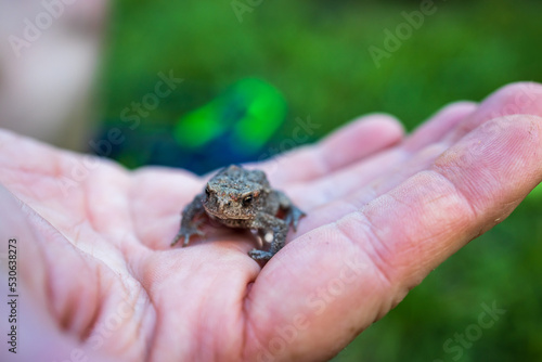 Little toad in the palm of your hand