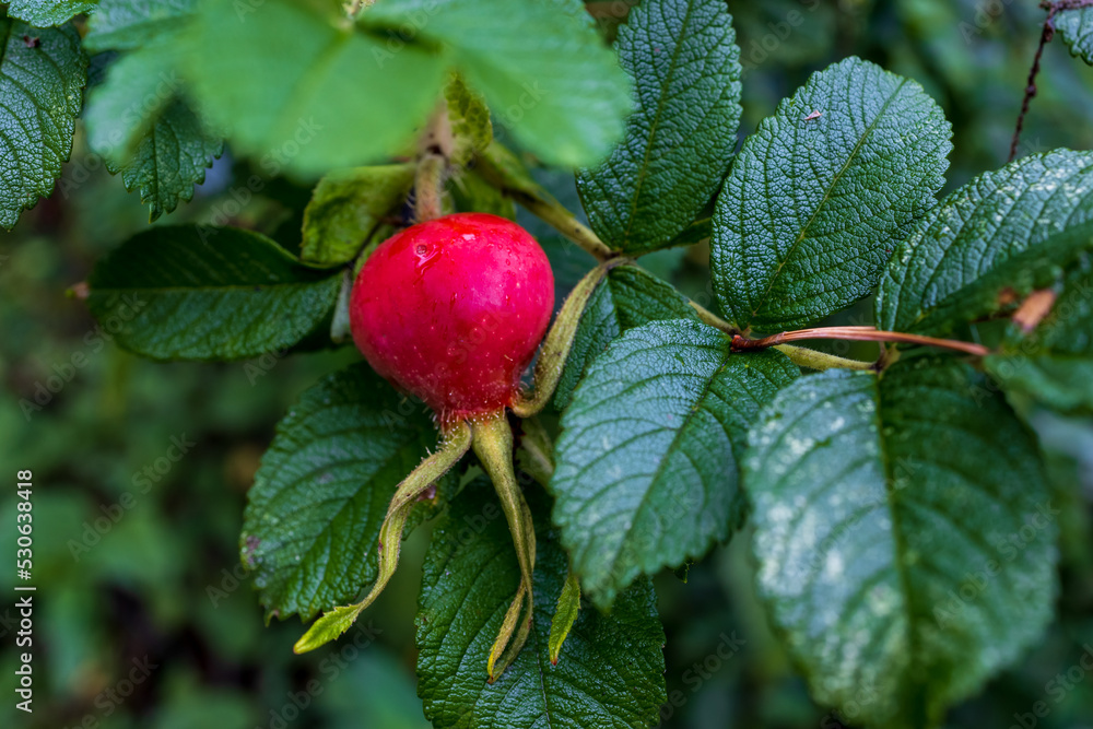 Rosehip fruits in autumn in the garden Rosehip fruits in autumn in the garden