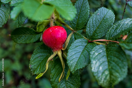 Rosehip fruits in autumn in the garden
