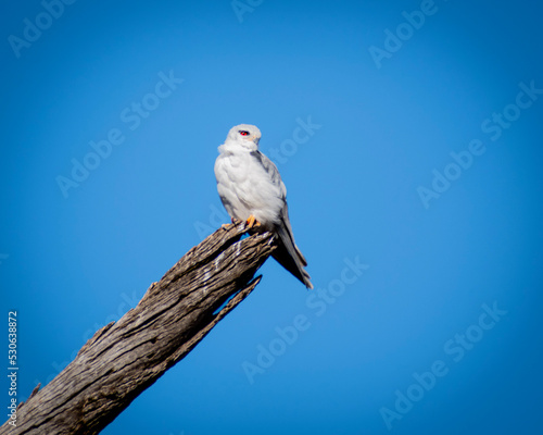 white kite on branch 