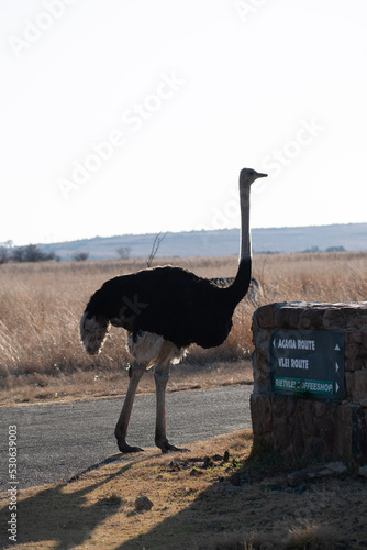 ostrich in the wild