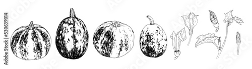 a set of sketches of a pumpkin plant. pumpkin branch is a plant with a flower and a bud, and a leaf drawn in the sketch style variants of different pumpkins with a pattern of stripes and spots, an iso