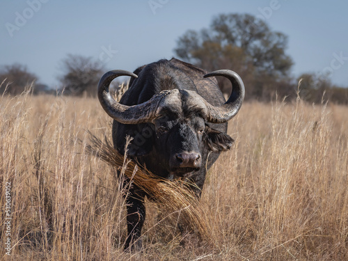 cape buffalo in the savannah