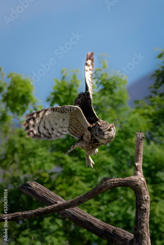 Owl in flight