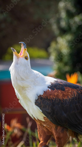 close up of a fish eagle