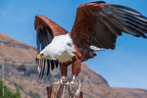 Fish eagle in flight
