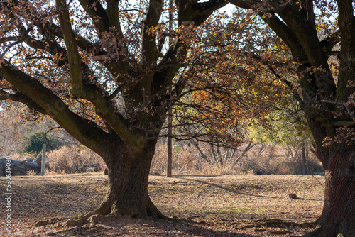 autumn in the park