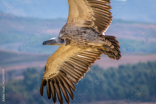 Vulture in flight