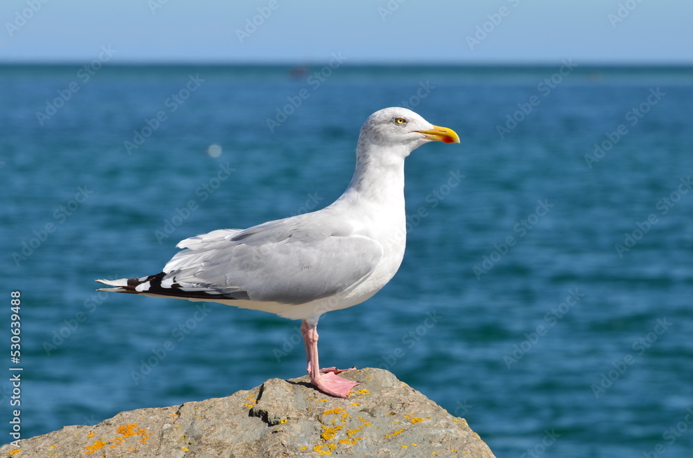 Goéland argenté en Normandie.