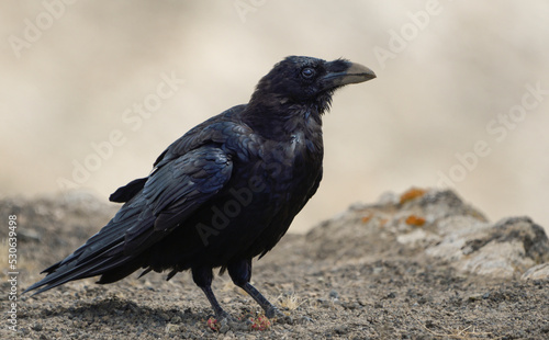 Close-up of Canary Crow in Caldera Blanca