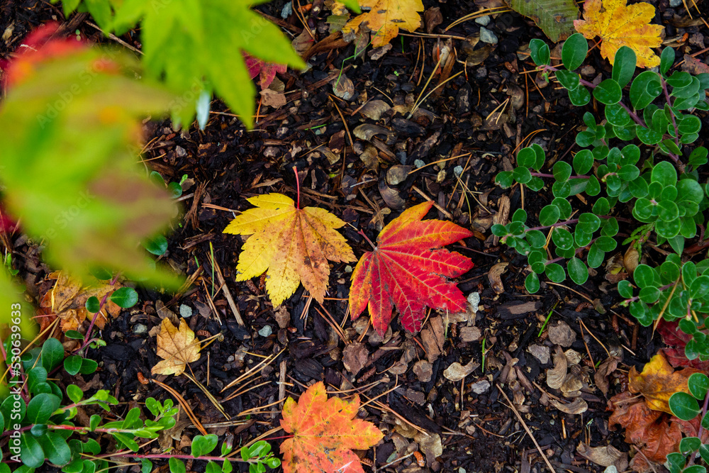 Japaneses maple leaves turning color Japaneses maple leaves turning color