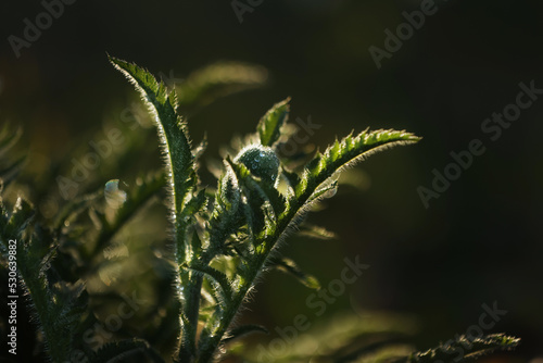 fresh green leaves with water drops. Green flowers in summer morning raindrops. Sun rays break through branch after rain. greens in clean dew drops. Sunbeam in summer nature. Ecology environment