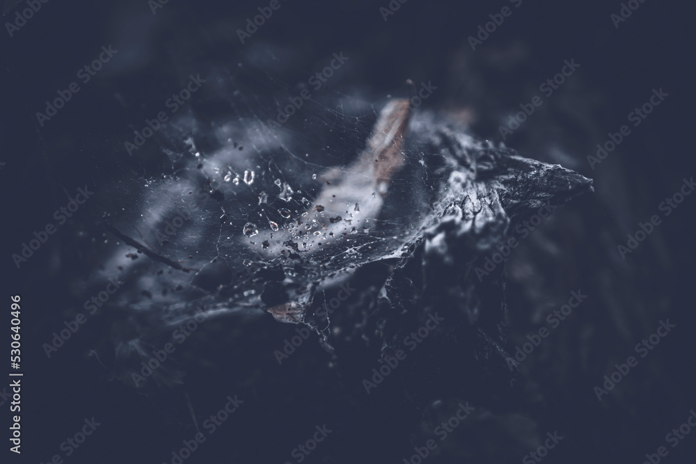 Spiderweb on a tree with droplets of rain