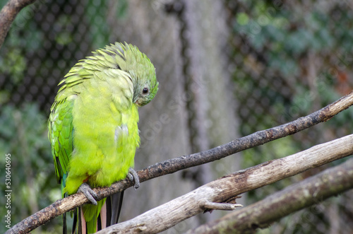 green parrot sitting on a branch in Prague ZOO