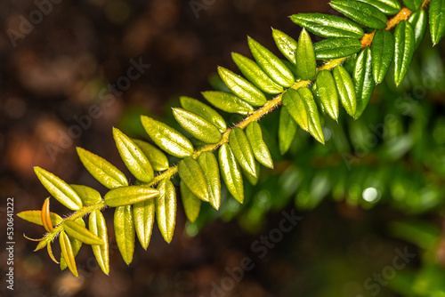 Fotografia Leaves of a Semi-climbing Shrub (Agapetes serpens)