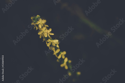 Fotografie Blooming agrimony flowers