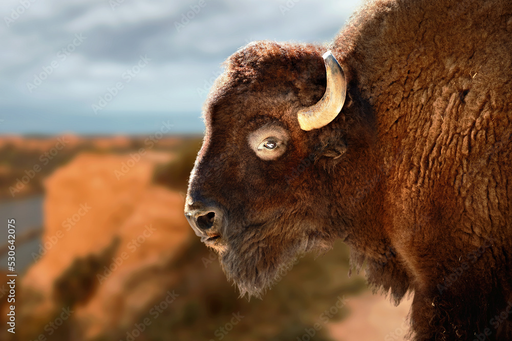 portrait of an american buffalo
