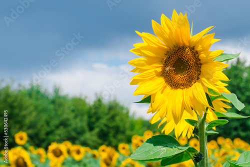 Fototapeta Naklejka Na Ścianę i Meble -  Field of blooming sunflowers on the background of a blue cloudy sky. Honey bee pollinating sunflower plant. Sunflower part with seeds and fibonacci sequence. Amazing nature of summertime