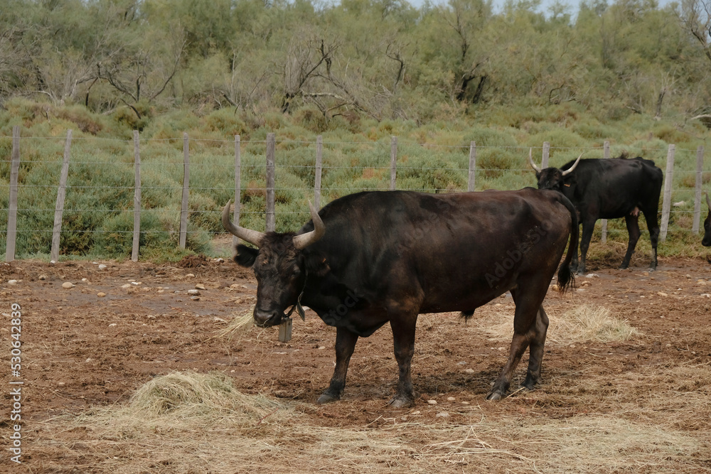 Black bulls in the natural environment. Delta of the Rhone River. Camargue symbol. View from a tourist boat.