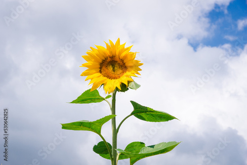 Sunflower closeup and gray cloudy sky. Beautiful blooming yellow sunflower with stem and leaves on a summer field.