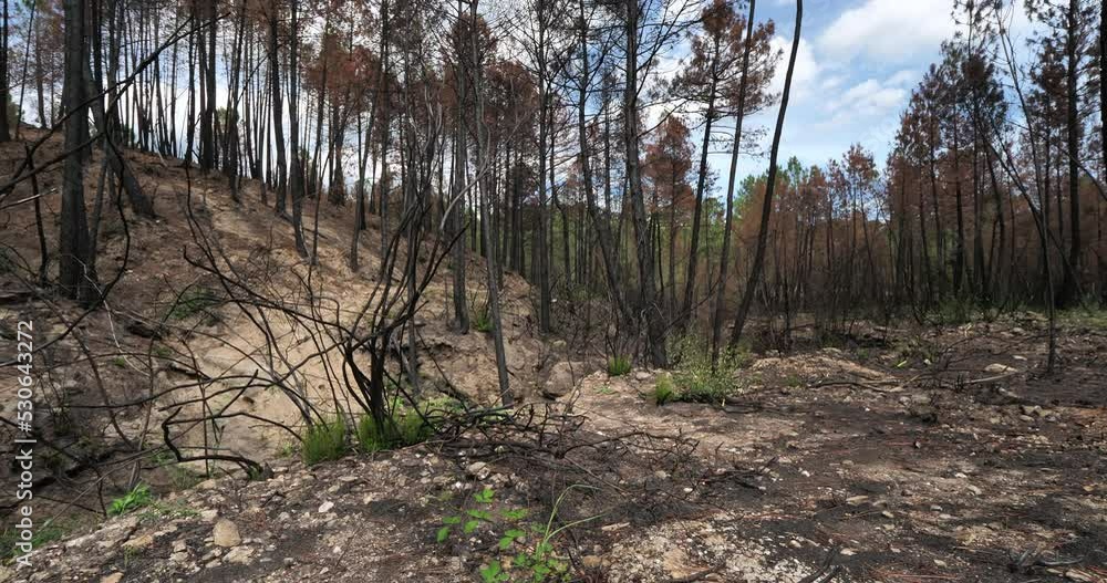 Burned forest, Cevennes National park, France Burned forest, Cevennes National park, France