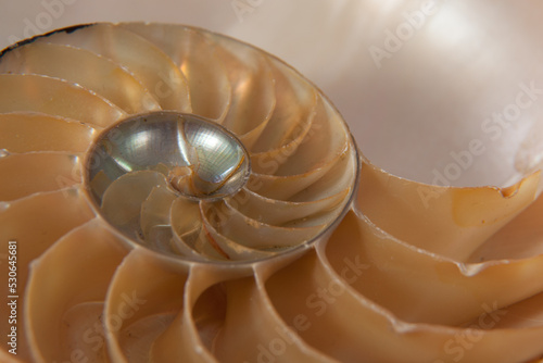 Seashell in a close up