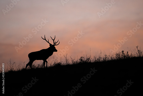Silhouette of red deer  cervus elaphus  walking on meadow in color sunset. Outline of male mammal moving on field in evening autumn. Stag in backlit going on grass in fall.