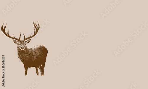 Foto set of deer vector