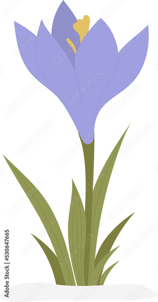 Crocus flower. Spring first purple saffron with leaves in snow Crocus flower. Spring first purple saffron with leaves in snow