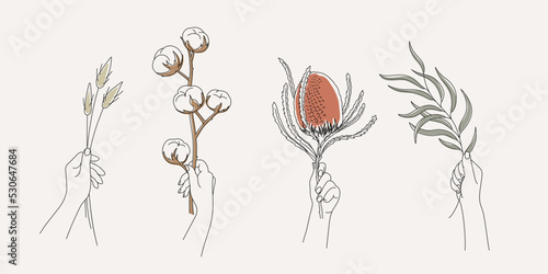 Hand holds dried flower cotton, lagurus, protea banksia, eucalyptus. Minimalistic style. Editable line © Yuliia Borovyk