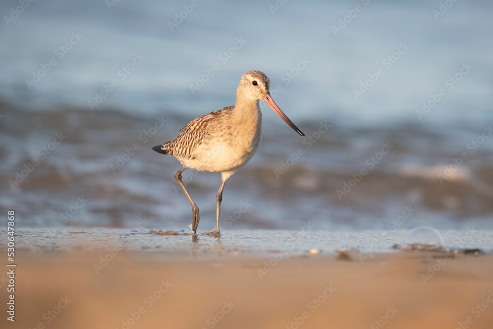 The bar-tailed godwit (Limosa lapponica) at the beach. The bar-tailed godwit (Limosa lapponica) at the beach.