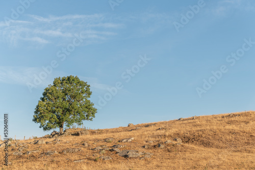 Large solitary tree on Aubrac plateau in summer.