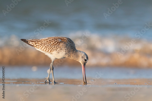 Obraz na plátně The bar-tailed godwit (Limosa lapponica)  at the beach.