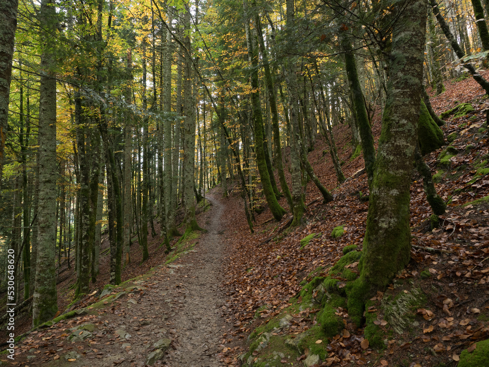 Autumn landscape of a forest with shades of green Autumn landscape of a forest with shades of green