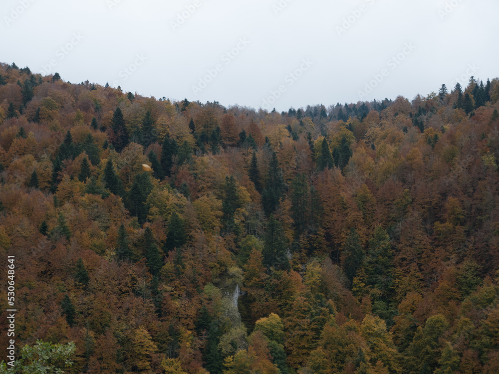 Autumn trail that ends at the end of the forest