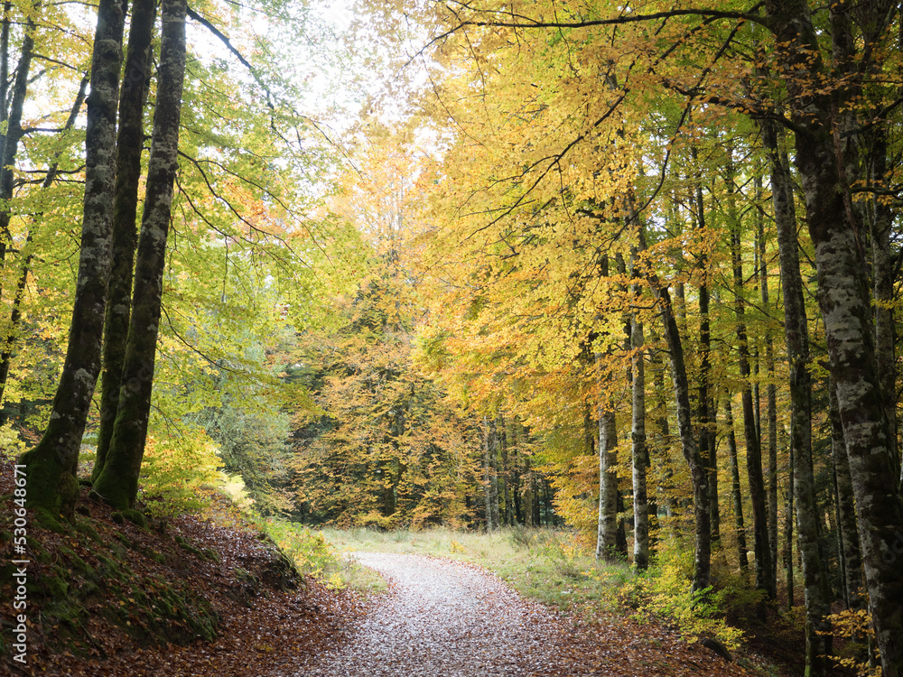Fototapeta premium luminous rainy autumn walk with different colors in basque country
