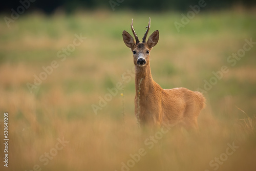 Roe deer, capreolus capreolus, looking to the camera on field in autumn nature. Roebuck standing on meadow in fall. Brown male mammal watching on grassland. © WildMedia