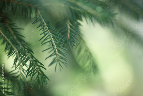 Green twigs of coniferous tree on soft background.