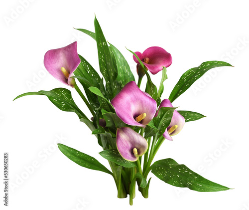 Small bush with pink flower...