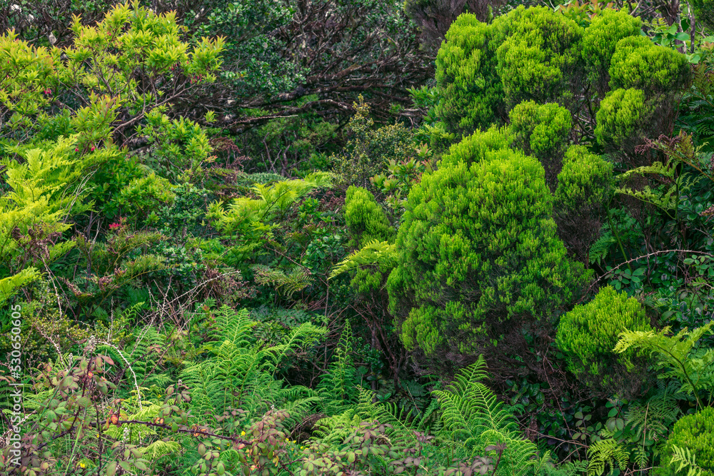 Wild plants on the island of Pico / Heathers, Erica azorica, and ferns on Pico Island, Azores, Portugal. Wild plants on the island of Pico / Heathers, Erica azorica, and ferns on Pico Island, Azores, Portugal.