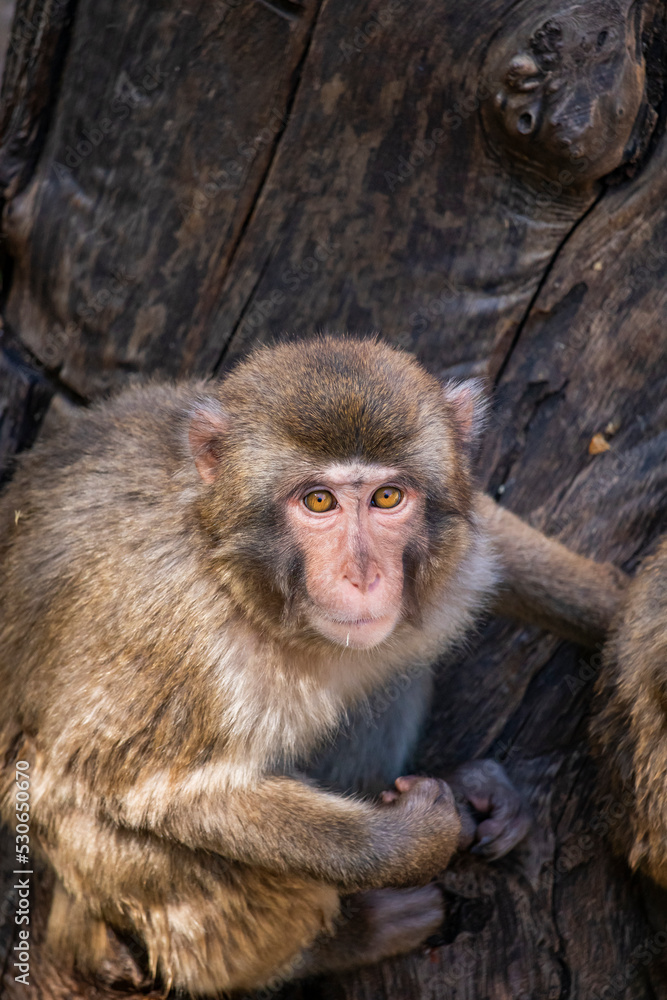 The intense gaze of a macaque, which looks towards the camera. The big yellow eyes of the monkey. Telephoto lens. Closeup.