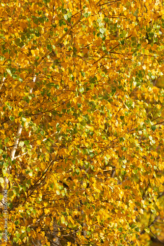 autumn season background of tree with fall yellow leaves