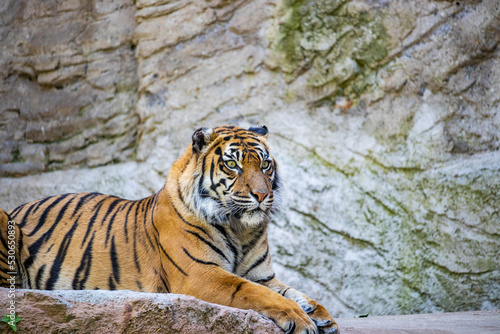 A large tiger lying on a rock, resting, waiting for prey. Closeup, telephoto. The predator's gaze fixed forward, looking for prey.